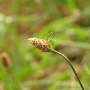 Caedicia simplex at Fadden Pines (FAD) - 23 Dec 2023