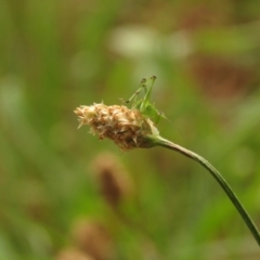 Caedicia simplex at Fadden Pines (FAD) - 23 Dec 2023