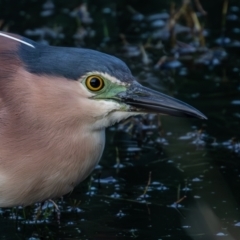 Nycticorax caledonicus (Nankeen Night-Heron) at Jerrabomberra Wetlands - 23 Dec 2023 by rawshorty