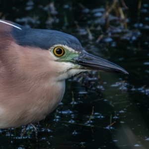 Nycticorax caledonicus at Jerrabomberra Wetlands - 23 Dec 2023 05:36 AM