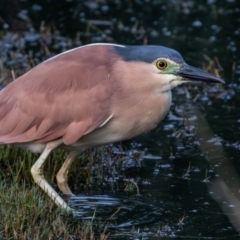 Nycticorax caledonicus at Jerrabomberra Wetlands - 23 Dec 2023 05:36 AM