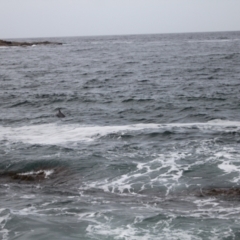 Tursiops truncatus (Bottlenose Dolphin) at Green Cape, NSW - 18 Dec 2023 by VanceLawrence