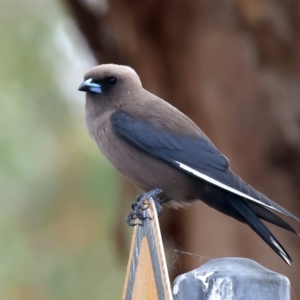 Artamus cyanopterus at Googong Reservoir - 22 Dec 2023