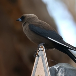 Artamus cyanopterus at Googong Reservoir - 22 Dec 2023