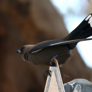 Artamus cyanopterus at Googong Reservoir - 22 Dec 2023