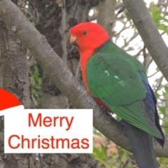 Alisterus scapularis (Australian King-Parrot) at Pollinator-friendly garden Conder - 22 Dec 2023 by MichaelBedingfield