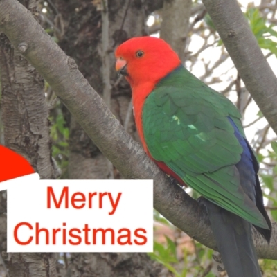 Alisterus scapularis (Australian King-Parrot) at Pollinator-friendly garden Conder - 22 Dec 2023 by MichaelBedingfield