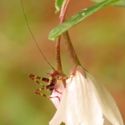 Caedicia simplex (Common Garden Katydid) at Fadden, ACT - 22 Dec 2023 by KumikoCallaway