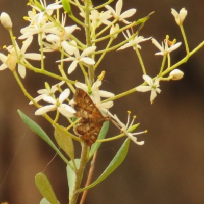 Nacoleia rhoeoalis (Spilomelinae) at Fadden, ACT - 22 Dec 2023 by KumikoCallaway