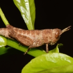 Acrididae sp. (family) (Unidentified Grasshopper) at Sheldon, QLD - 21 Dec 2023 by PJH123