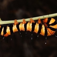 Agarista agricola (Joseph's Coat Moth) at Sheldon, QLD - 23 Dec 2023 by PJH123