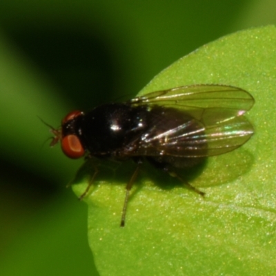 Unidentified True fly (Diptera) at Sheldon, QLD - 23 Dec 2023 by PJH123