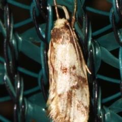 Eulechria marmorata (A Concealer moth (Eulechria group)) at Sheldon, QLD - 23 Dec 2023 by PJH123