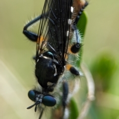 Therevidae (family) at Kosciuszko National Park - 22 Dec 2023 by Miranda