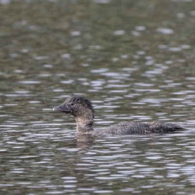 Biziura lobata (Musk Duck) at Upper Stranger Pond - 22 Dec 2023 by ReeniRooMartinez