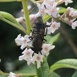 Stomorhina sp. (genus) at Dunlop, ACT - 13 Dec 2023