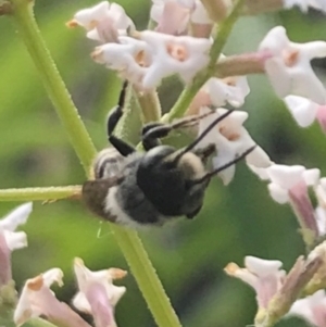 Megachile sp. (several subgenera) at Dunlop, ACT - 13 Dec 2023