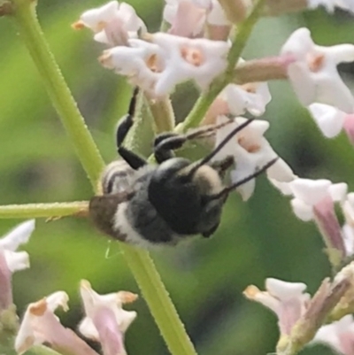 Megachile sp. (several subgenera) (Resin Bees) at Dunlop, ACT - 13 Dec 2023 by JR