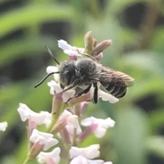 Megachile sp. (several subgenera) at Dunlop, ACT - 13 Dec 2023