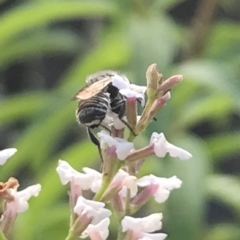 Megachile sp. (several subgenera) at Dunlop, ACT - 13 Dec 2023 05:34 PM