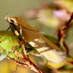 Eulechria electrodes (Yellow Eulechria Moth) at Red Hill Nature Reserve - 23 Dec 2023 by LisaH