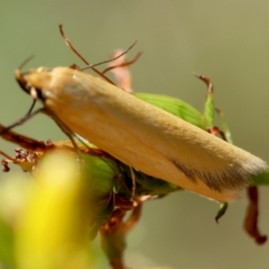 Eulechria electrodes at Red Hill Nature Reserve - 23 Dec 2023