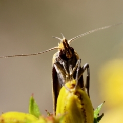 Eulechria electrodes at Red Hill Nature Reserve - 23 Dec 2023