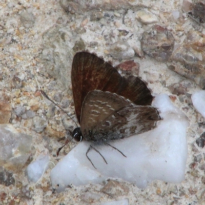 Neolucia agricola (Fringed Heath-blue) at QPRC LGA - 23 Dec 2023 by Csteele4