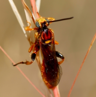 Labium sp. (genus) (An Ichneumon wasp) at Red Hill, ACT - 22 Dec 2023 by LisaH