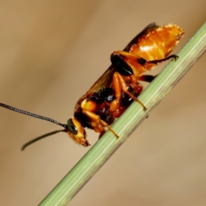 Labium sp. (genus) at Red Hill, ACT - 23 Dec 2023