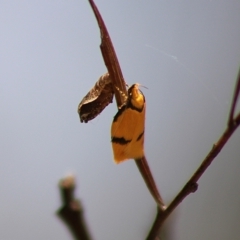 Pedois humerana (A Gelechioid moth) at QPRC LGA - 23 Dec 2023 by Csteele4