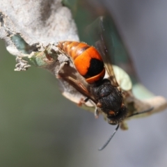 Eumeninae (subfamily) at Red Hill Nature Reserve - 23 Dec 2023 12:17 PM