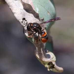 Eumeninae (subfamily) at Red Hill Nature Reserve - 23 Dec 2023 12:17 PM