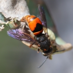 Eumeninae (subfamily) at Red Hill Nature Reserve - 23 Dec 2023 12:17 PM