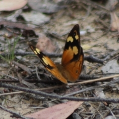 Heteronympha merope (Common Brown Butterfly) at QPRC LGA - 23 Dec 2023 by Csteele4