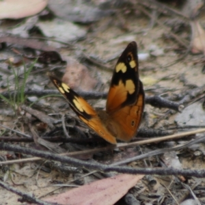 Heteronympha merope at QPRC LGA - 23 Dec 2023 01:12 PM