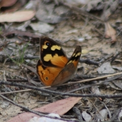 Heteronympha merope at QPRC LGA - 23 Dec 2023 01:12 PM