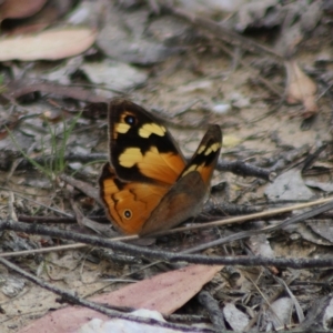 Heteronympha merope at QPRC LGA - 23 Dec 2023 01:12 PM