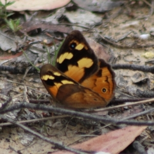 Heteronympha merope at QPRC LGA - 23 Dec 2023 01:12 PM