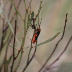 Ichneumonoidea (Superfamily) at QPRC LGA - 23 Dec 2023