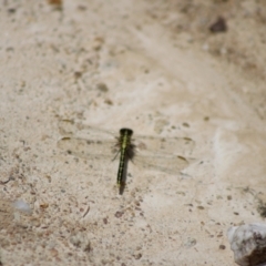 Austrogomphus guerini at QPRC LGA - 23 Dec 2023 12:55 PM