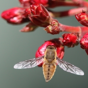 Trichophthalma punctata at Spence, ACT - suppressed