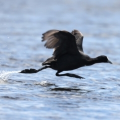 Fulica atra at Googong Reservoir - 22 Dec 2023