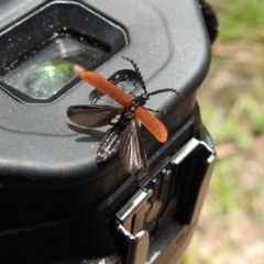 Porrostoma rhipidium (Long-nosed Lycid (Net-winged) beetle) at Wingecarribee Local Government Area - 22 Dec 2023 by GlossyGal