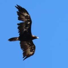 Aquila audax (Wedge-tailed Eagle) at West Wodonga, VIC - 22 Dec 2023 by KylieWaldon