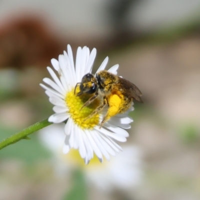 Lasioglossum (Chilalictus) sp. (genus & subgenus) at Wodonga - 22 Dec 2023 by KylieWaldon