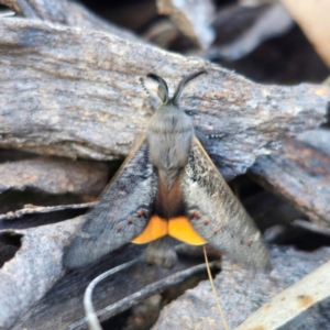 Pinara obliqua at QPRC LGA - 23 Dec 2023