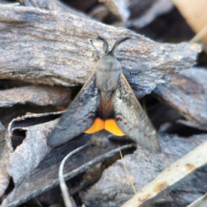 Pinara obliqua at QPRC LGA - 23 Dec 2023