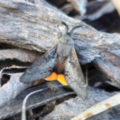 Pinara obliqua at QPRC LGA - 23 Dec 2023