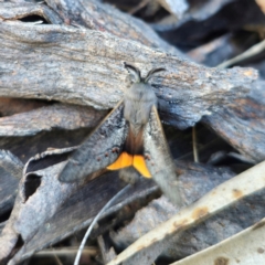 Pinara obliqua at QPRC LGA - 23 Dec 2023 05:02 PM